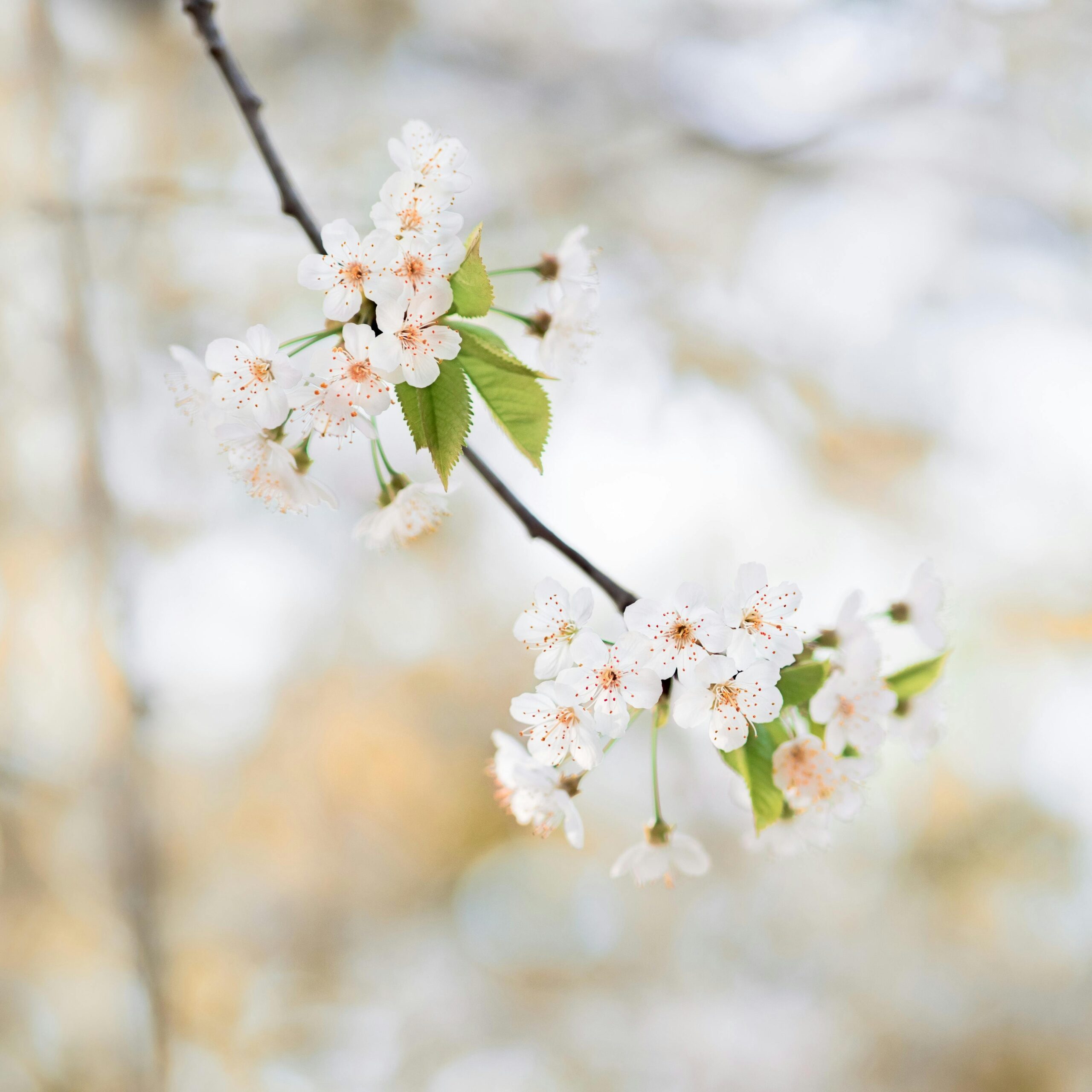 Close-up of vibrant cherry blossoms in spring season, Liezen, Austria.