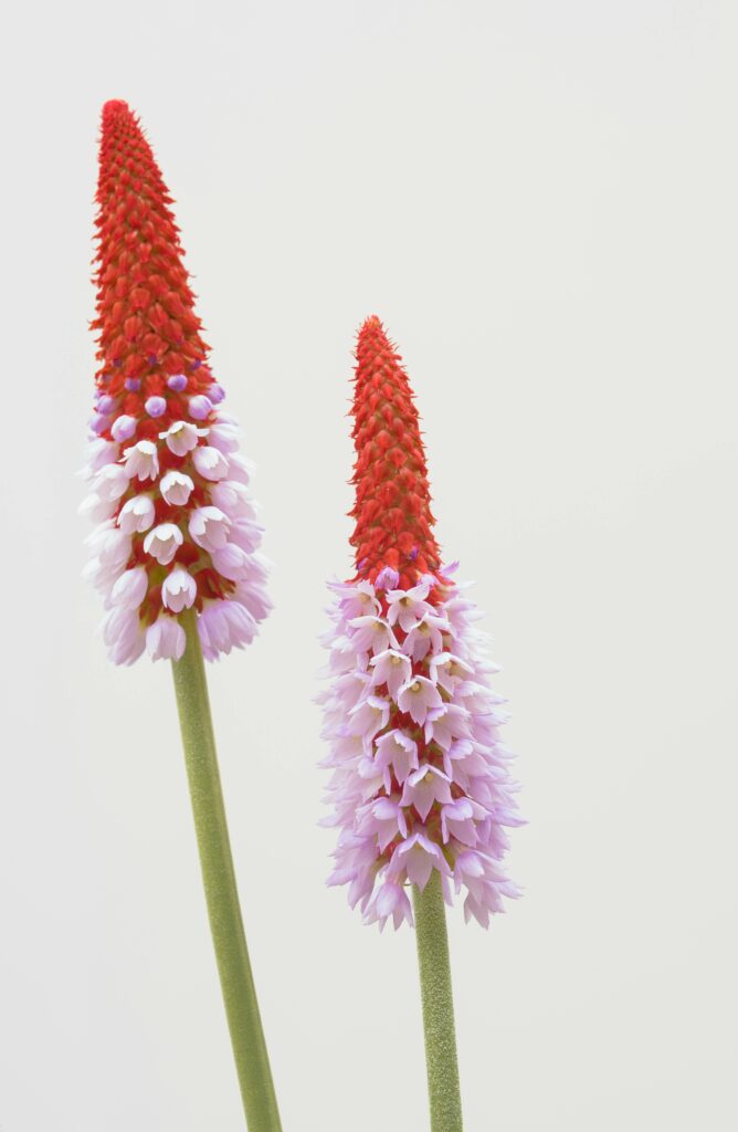 Minimalist close-up photograph of blooming Primula vialii flowers showcasing vibrant red and pink colors.