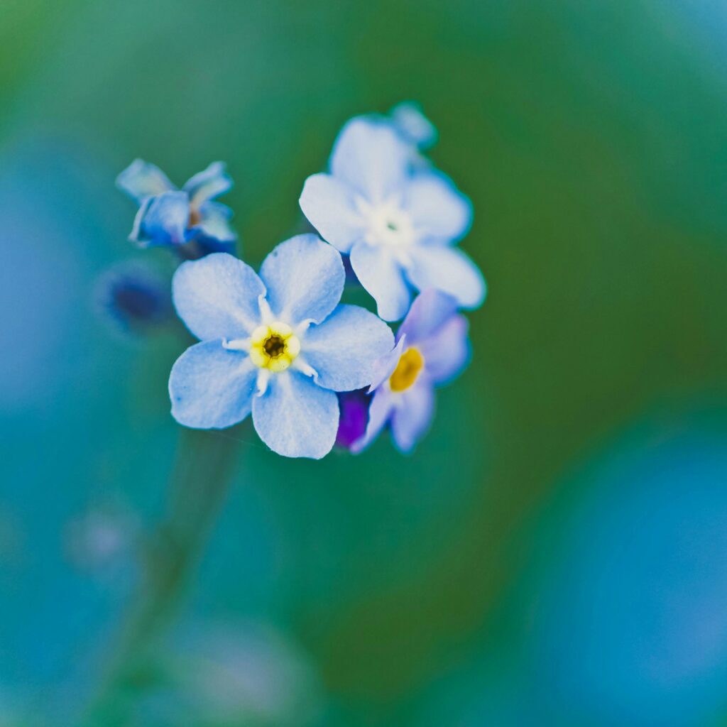 Macro shot of blooming blue forget-me-not flowers with vibrant colors and detail.