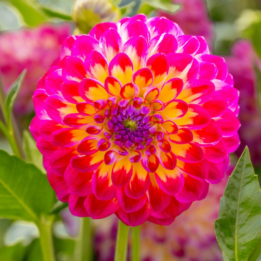 Close-up of a vibrant pink dahlia, showcasing its radiant petals and rich colors in summer.